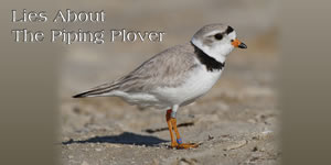 Lost jobs due to Piping Plover